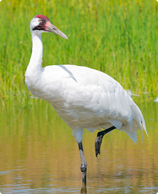 Whooping Crane Conservation The Wilder Institute